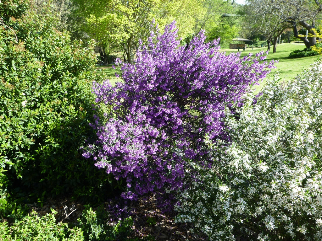 Prostanthera ovalifolia aromatic shrub