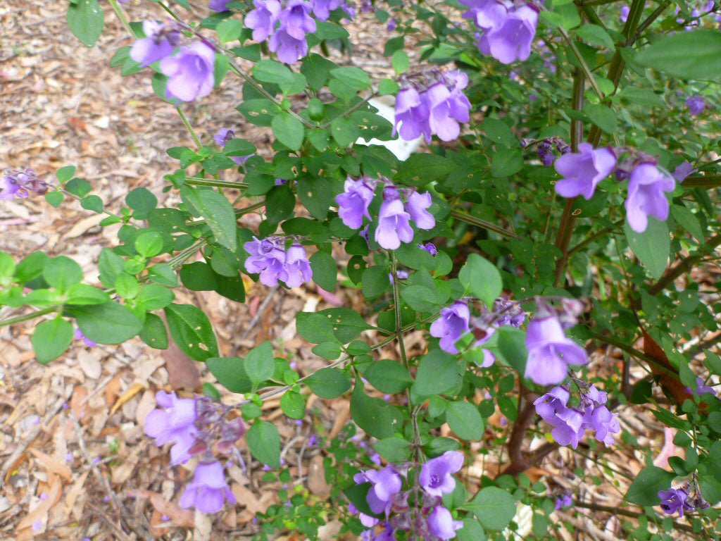 Prostanthera ovalifolia Australian native plant