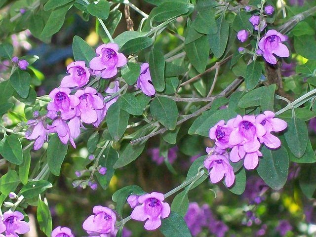 Prostanthera ovalifolia flowering native shrub