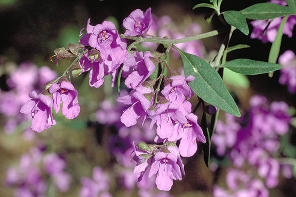 Prostanthera ovalifolia native mint bush