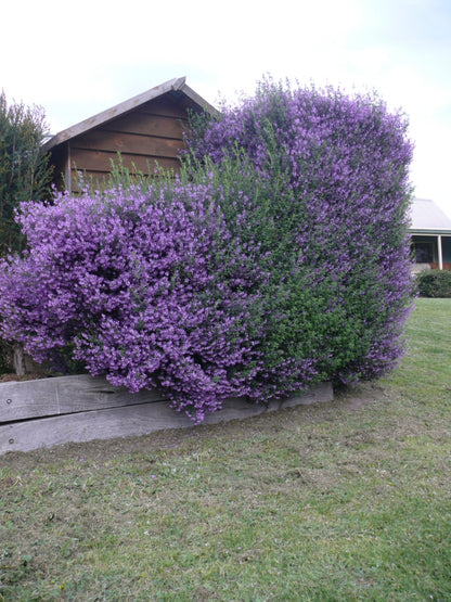 Prostanthera sieberi 'Minty' aromatic shrub