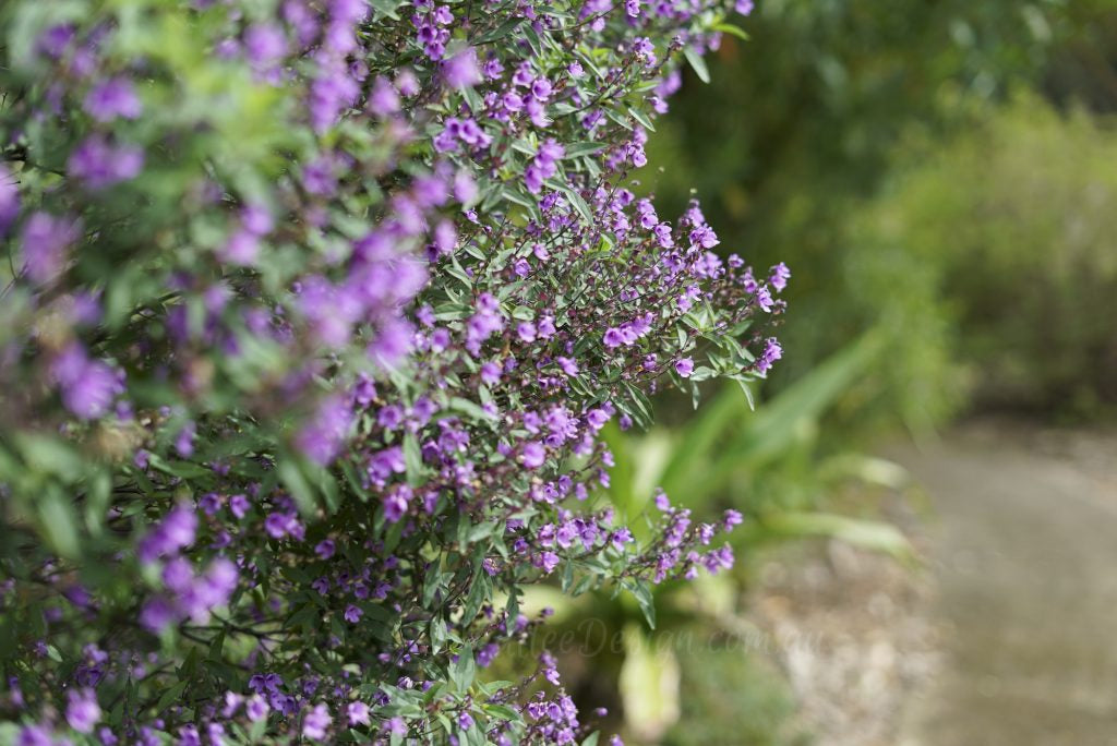 Prostanthera sieberi 'Minty' Australian native plant