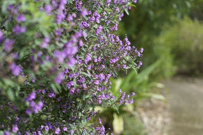 Prostanthera sieberi 'Minty' Australian native plant