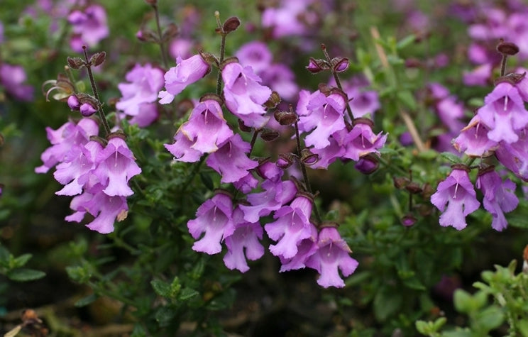 Prostanthera sieberi 'Minty' native mint bush