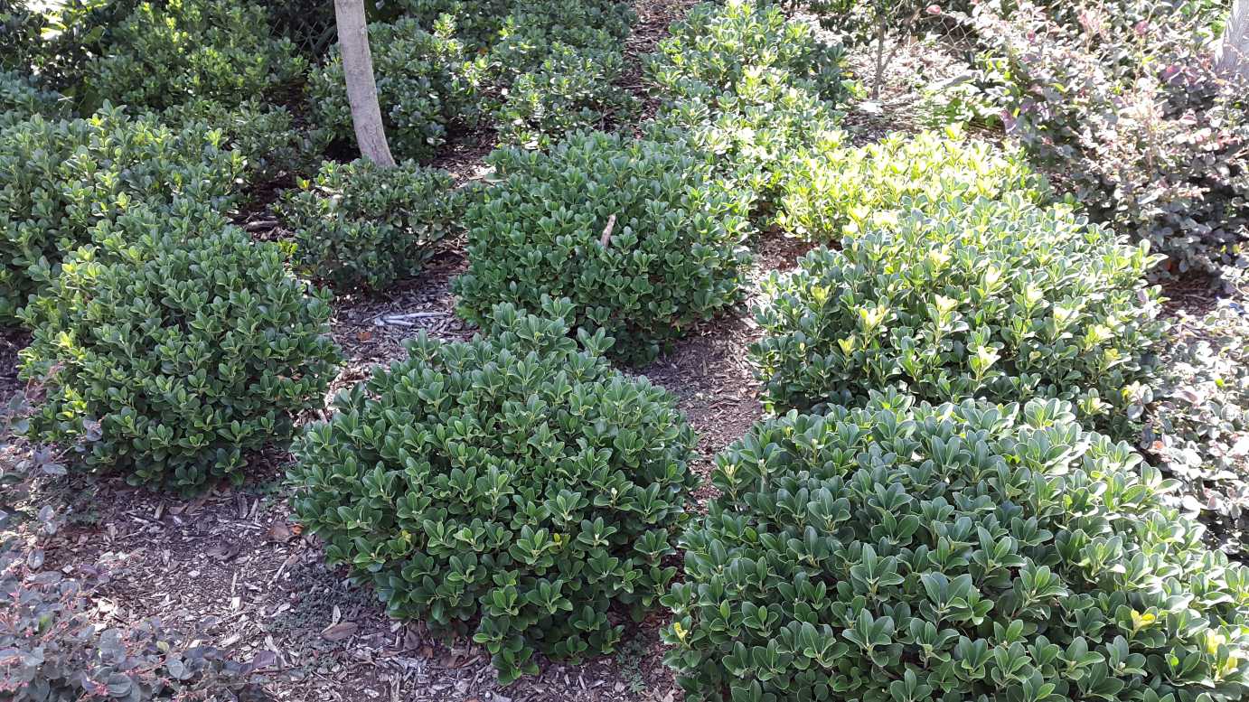 Raphiolepis indica 'Oriental Pearl' evergreen border plant