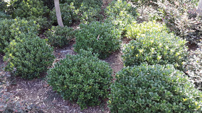 Raphiolepis indica 'Oriental Pearl' evergreen border plant