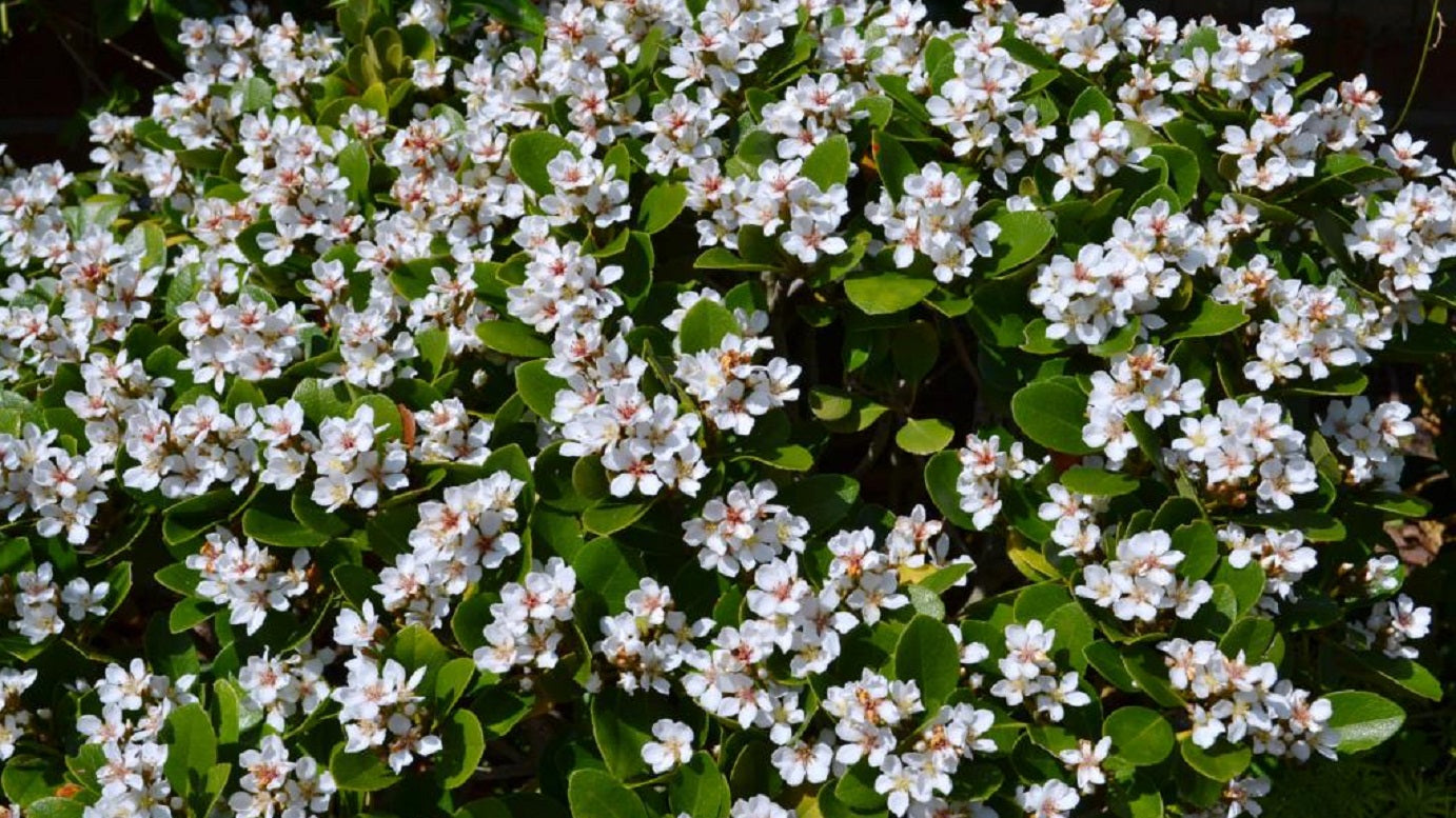Raphiolepis indica 'Oriental Pearl' low hedge plant