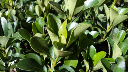 Raphiolepis indica 'Oriental Pearl' coastal garden shrub