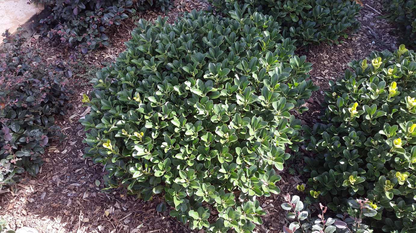 Raphiolepis indica 'Oriental Pearl' low maintenance flowering shrub