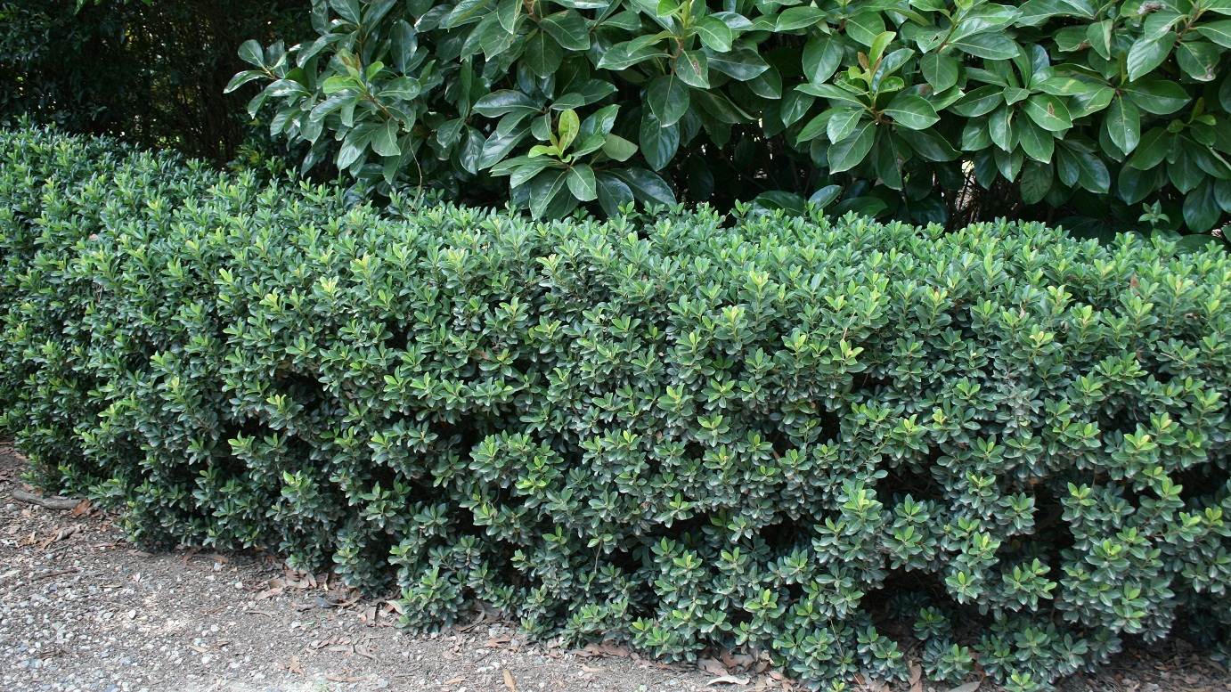 Raphiolepis indica 'Snow Maiden' evergreen border plant