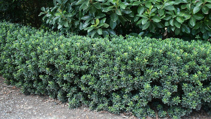 Raphiolepis indica 'Snow Maiden' evergreen border plant