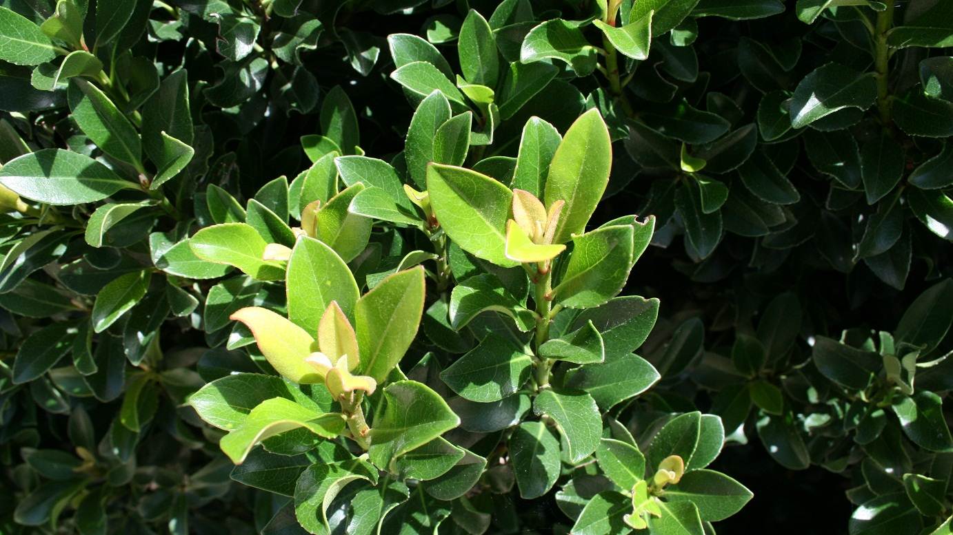 Raphiolepis indica 'Snow Maiden' low hedge plant