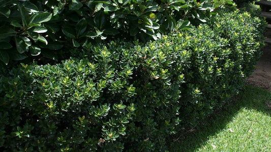 Raphiolepis indica 'Snow Maiden' low maintenance flowering shrub