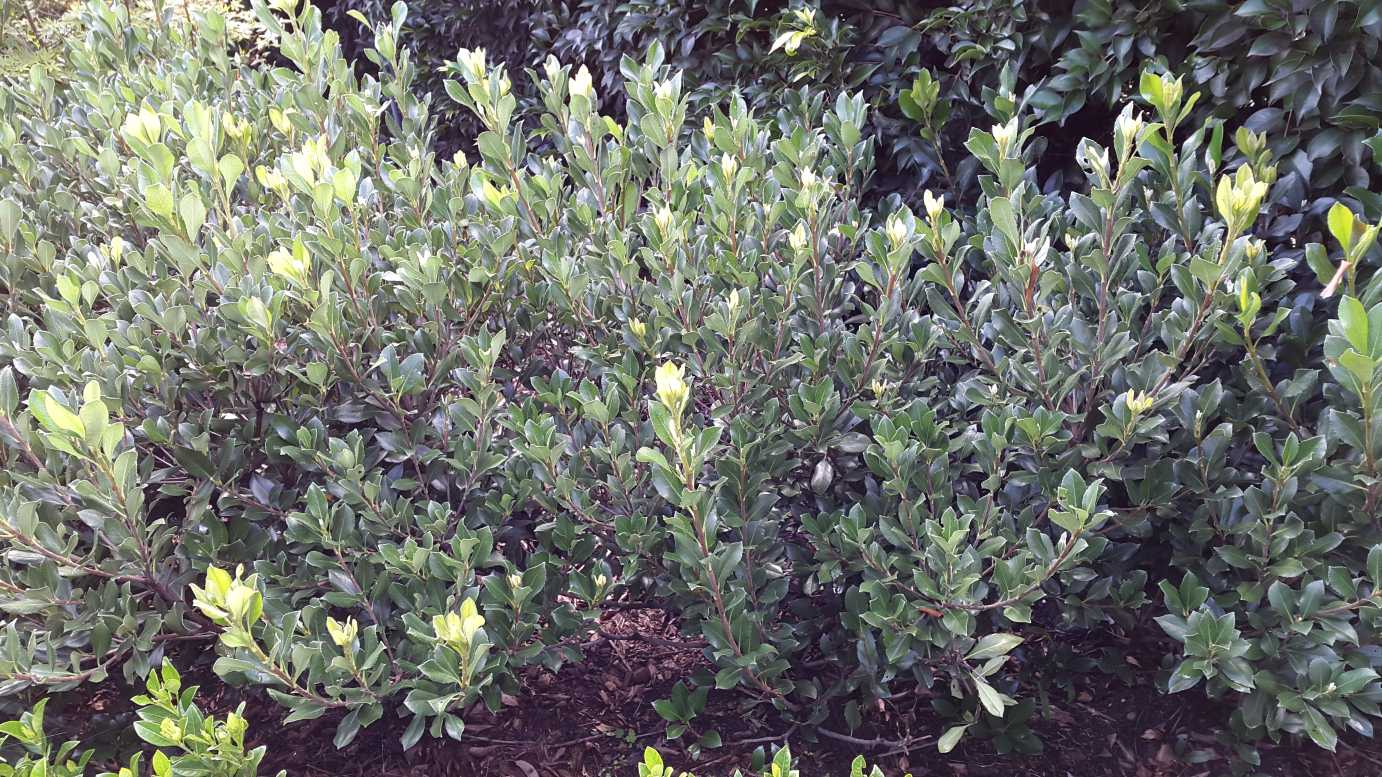 Raphiolepis intermedia evergreen border plant