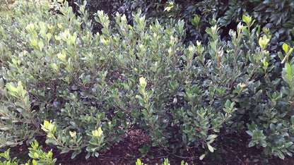 Raphiolepis intermedia evergreen border plant