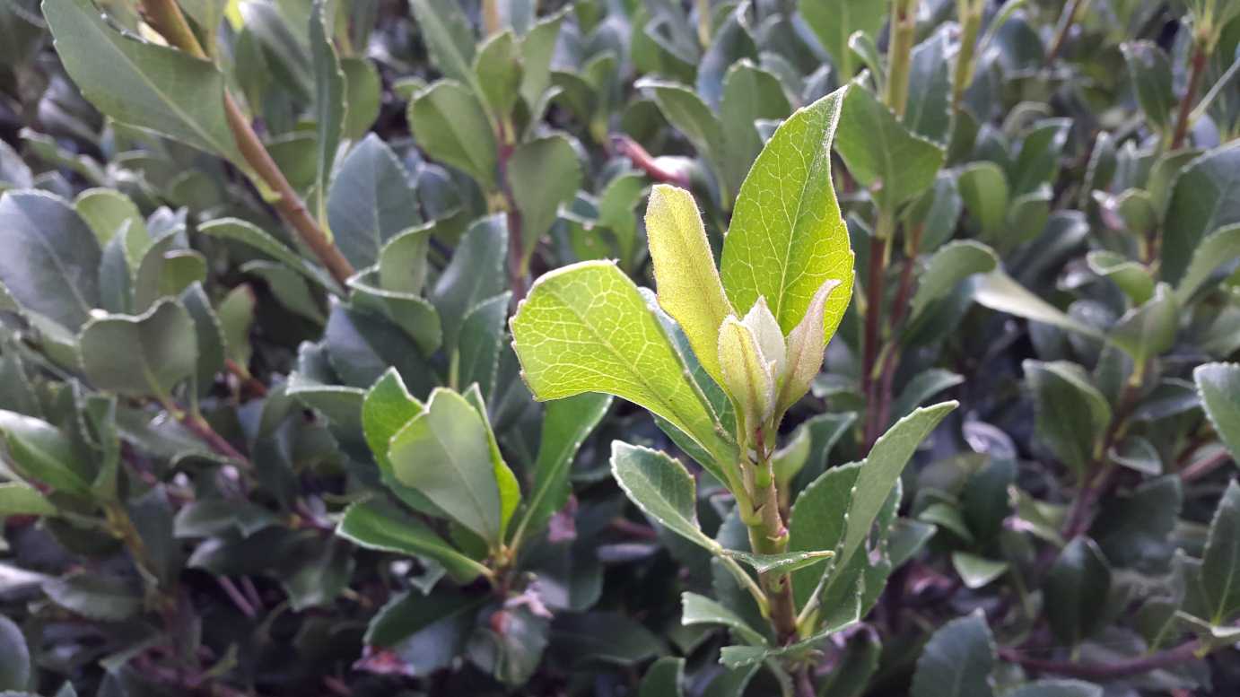 Raphiolepis intermedia low hedge plant