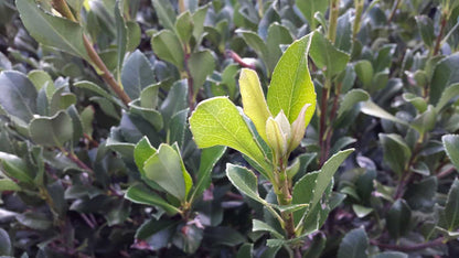 Raphiolepis intermedia low hedge plant