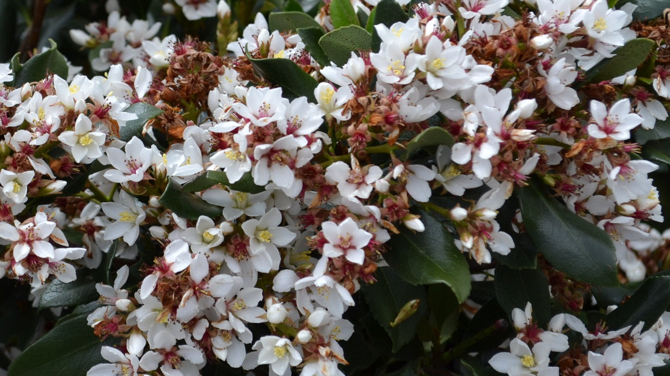 Raphiolepis intermedia coastal garden shrub