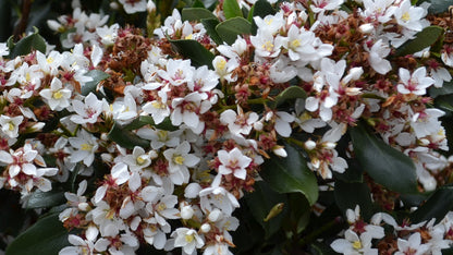 Raphiolepis intermedia coastal garden shrub