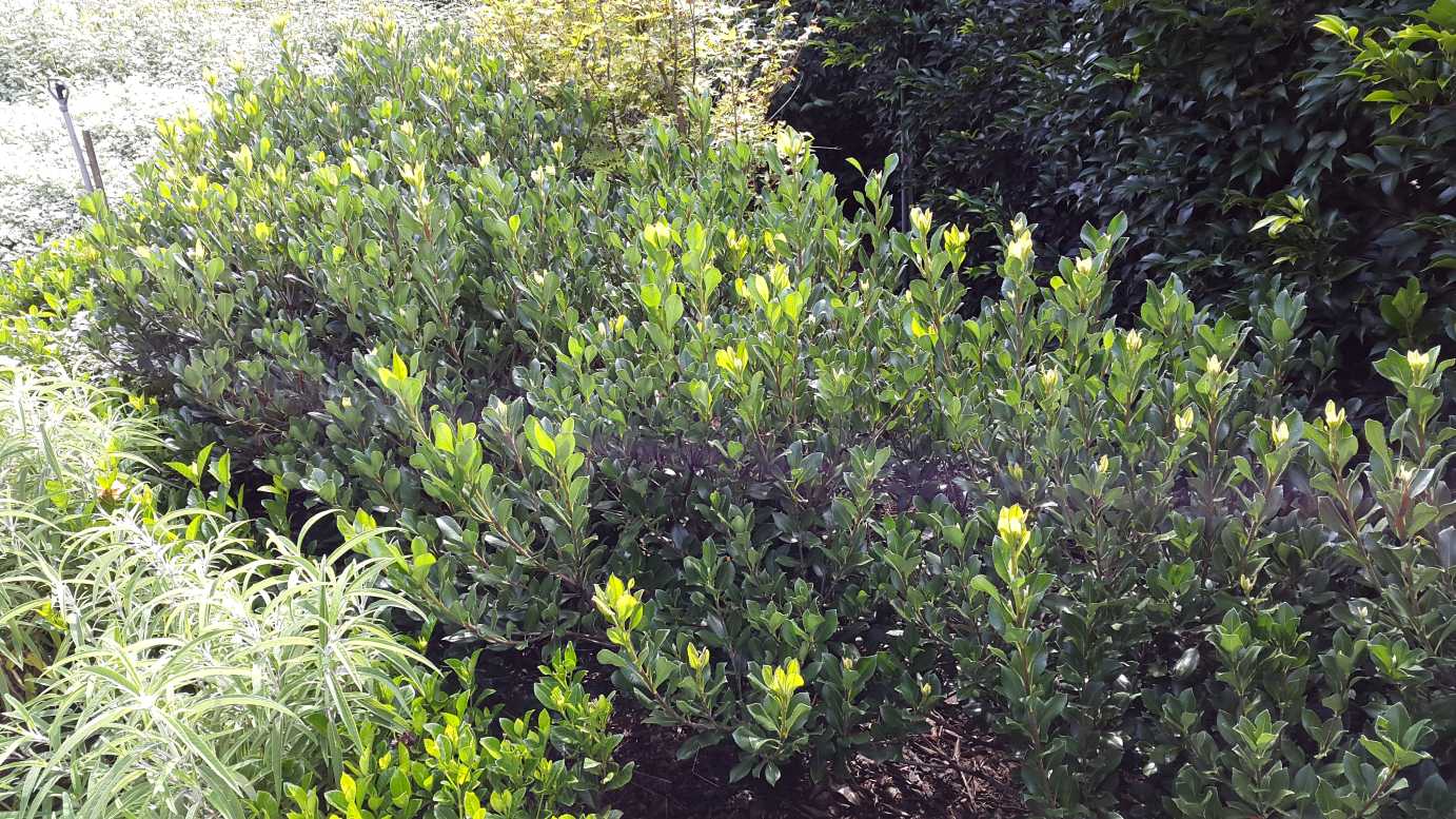 Raphiolepis intermedia low maintenance flowering shrub