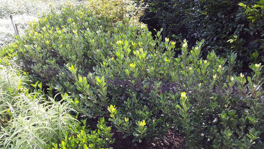 Raphiolepis intermedia low maintenance flowering shrub