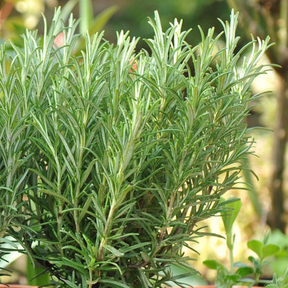 Rosmarinus officinalis full sun herb plant