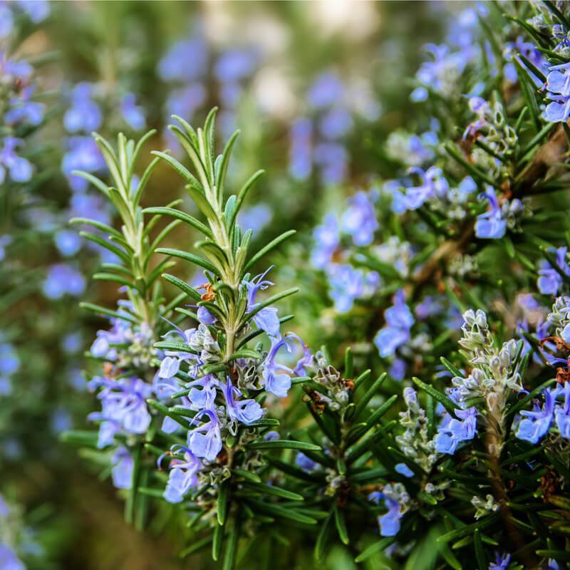 Rosmarinus officinalis low maintenance shrub