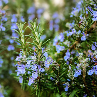 Rosmarinus officinalis low maintenance shrub