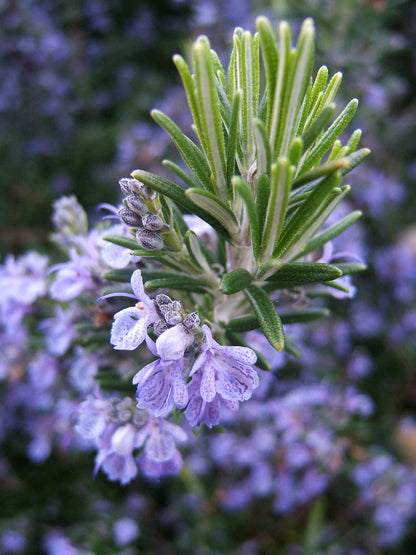 Rosmarinus officinalis Mediterranean garden plant