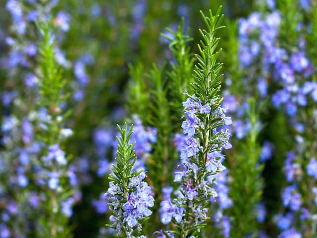 Rosmarinus officinalis 'Blue Lagoon' full sun herb plant