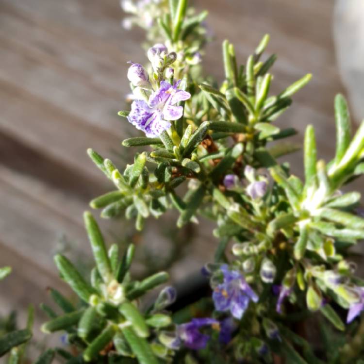 Rosmarinus officinalis 'Blue Lagoon' low maintenance shrub