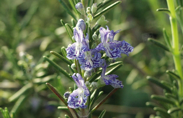 Rosmarinus officinalis 'Blue Lagoon' Mediterranean garden plant