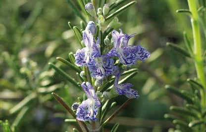Rosmarinus officinalis 'Blue Lagoon' Mediterranean garden plant