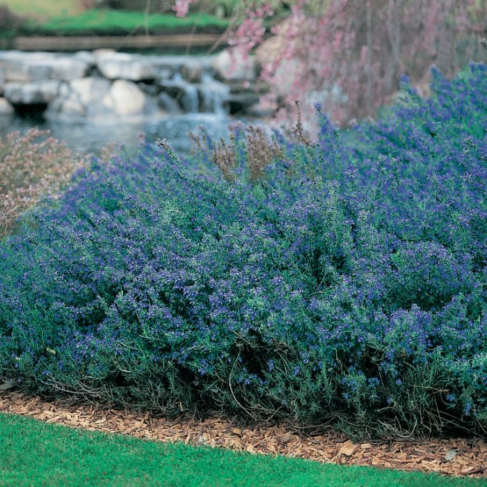 Rosmarinus officinalis 'Blue Lagoon' fragrant rosemary shrub