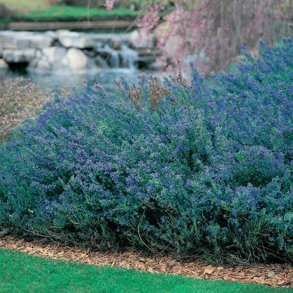 Rosmarinus officinalis 'Blue Lagoon' fragrant rosemary shrub