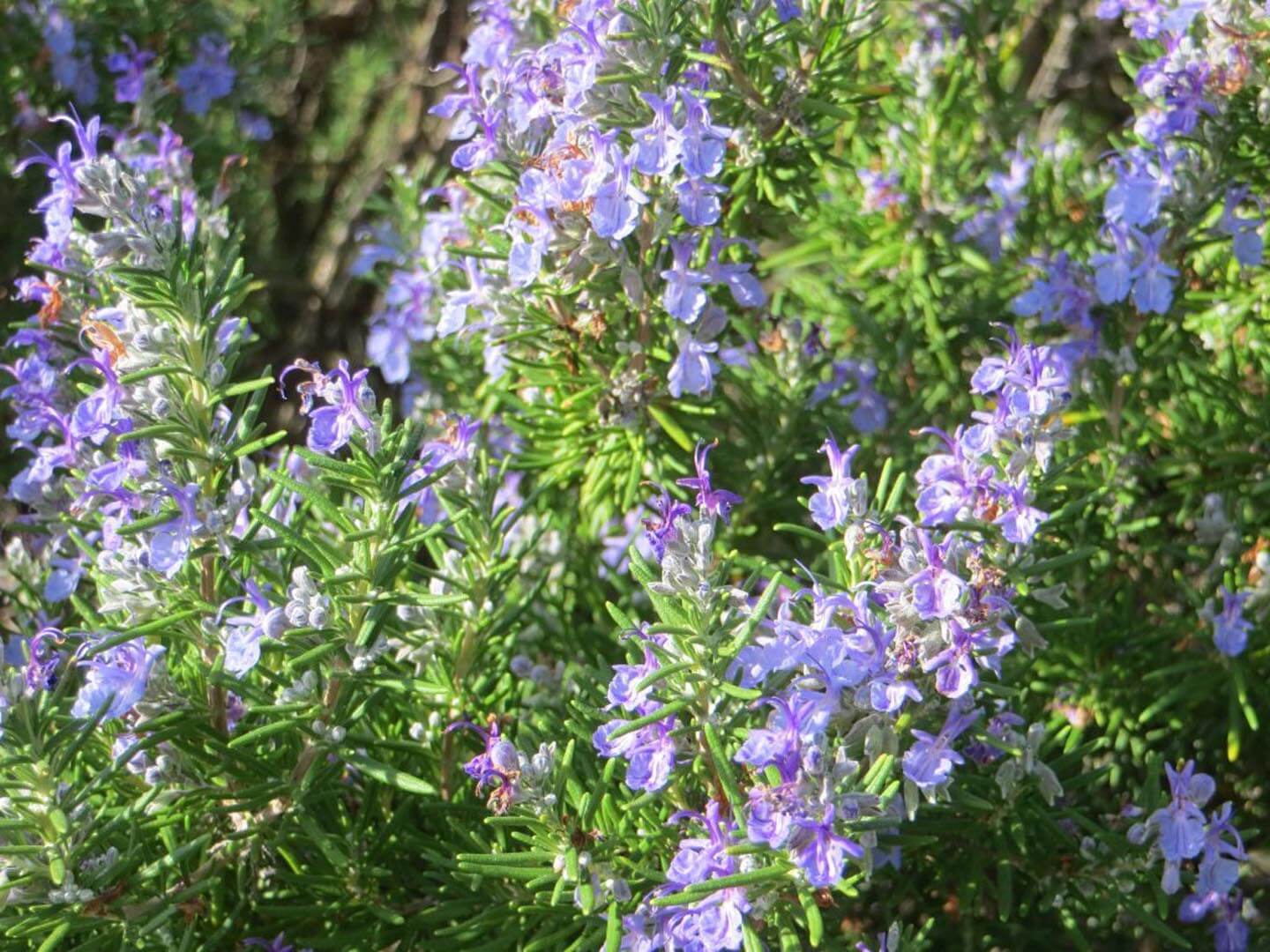 Rosmarinus officinalis 'Prostratus' full sun herb plant