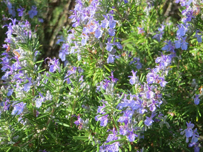 Rosmarinus officinalis 'Prostratus' full sun herb plant