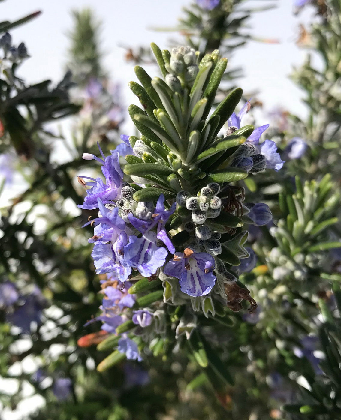Rosmarinus officinalis 'Prostratus' low maintenance shrub