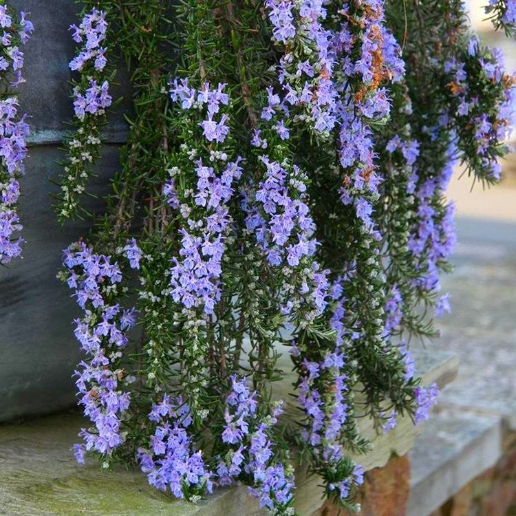 Rosmarinus officinalis 'Prostratus' fragrant rosemary shrub