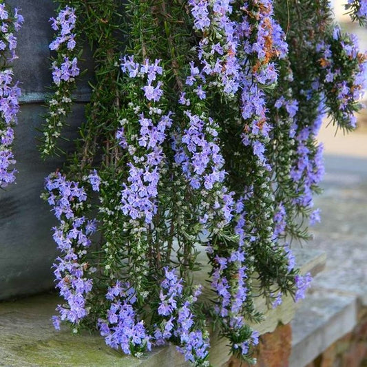 Rosmarinus officinalis 'Prostratus' fragrant rosemary shrub