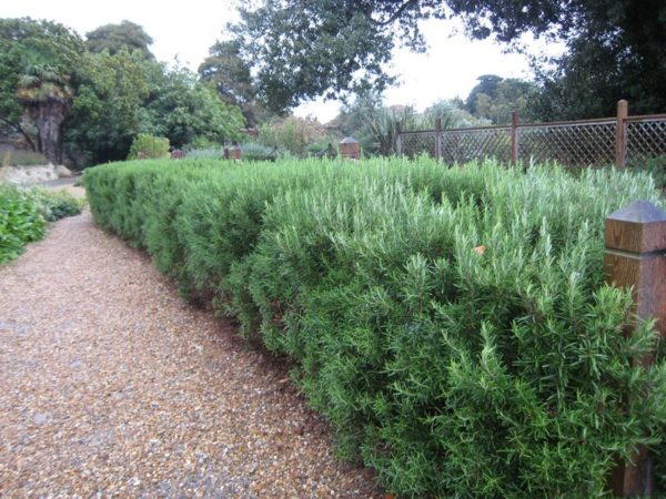 Rosmarinus officinalis fragrant rosemary shrub