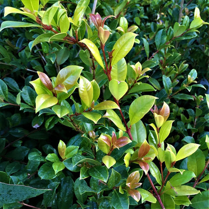 Syzygium australe 'Resilience' evergreen screening plant