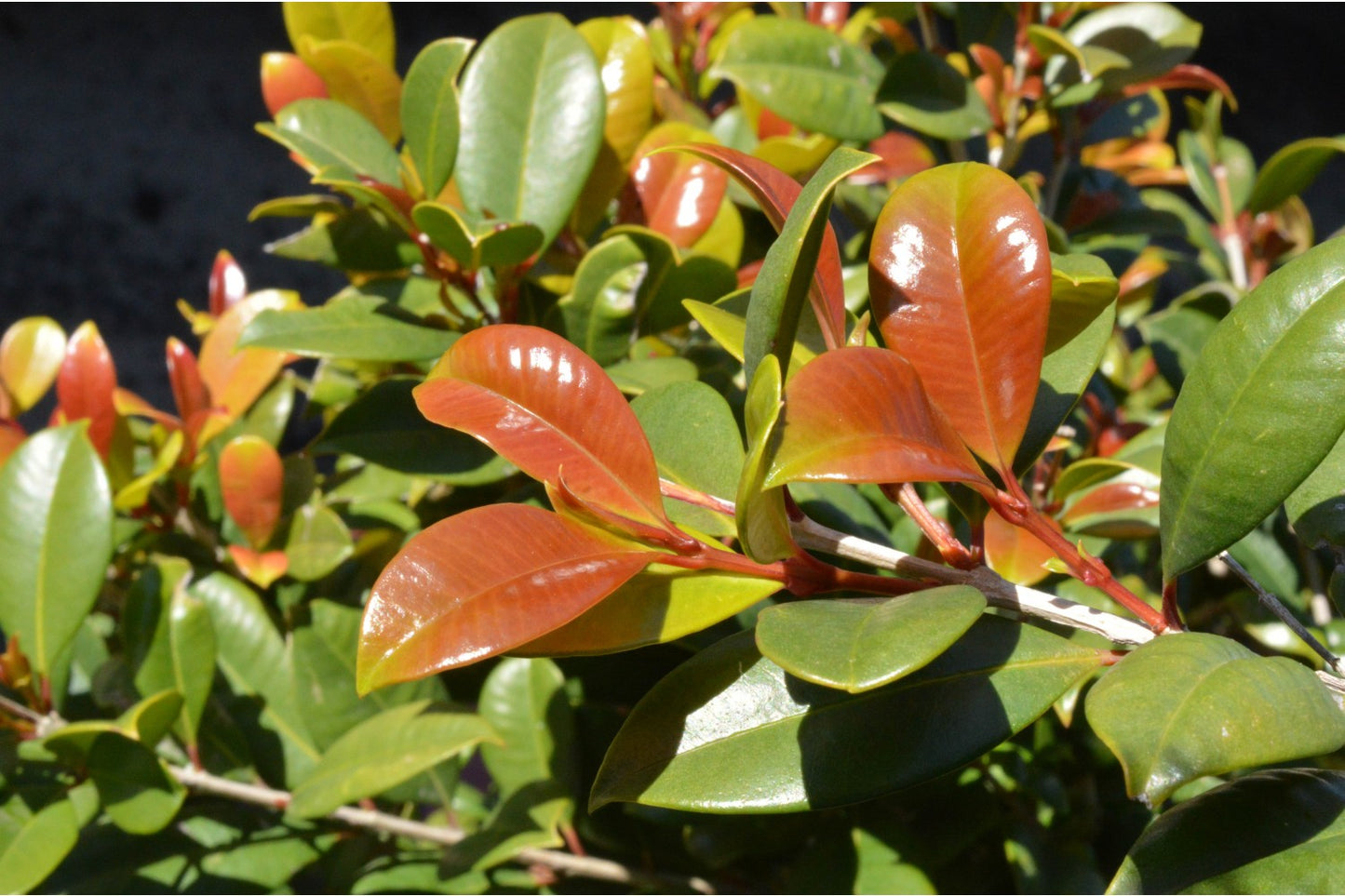 Syzygium australe 'Resilience' native style hedge