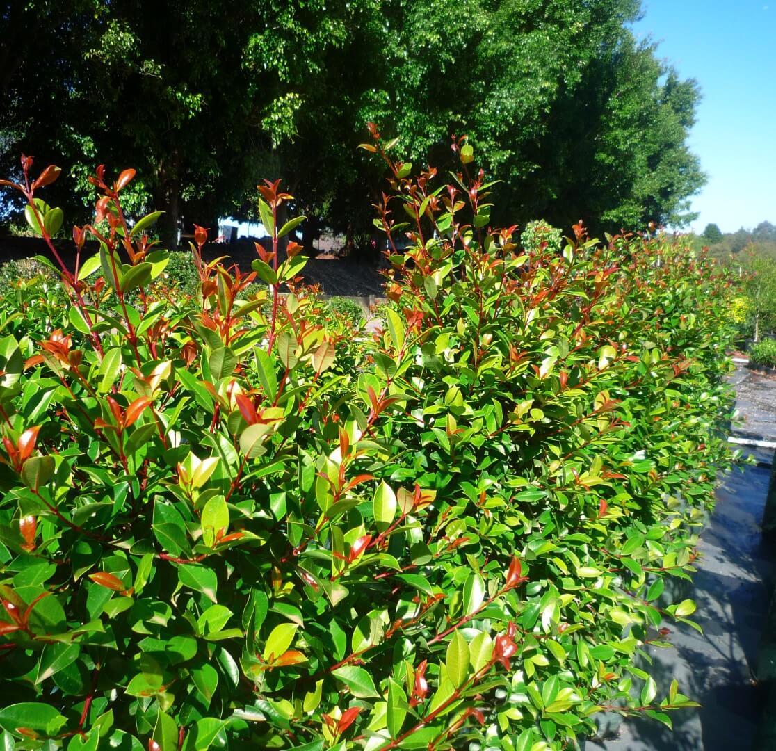 Syzygium australe 'Resilience' lilly pilly hedge plant