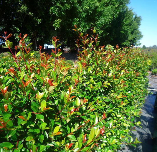Syzygium australe 'Resilience' lilly pilly hedge plant