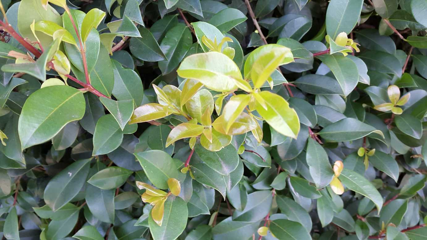 Syzygium australe 'Select Form' evergreen screening plant