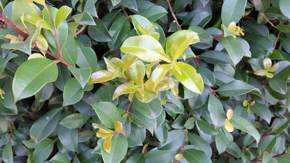 Syzygium australe 'Select Form' evergreen screening plant