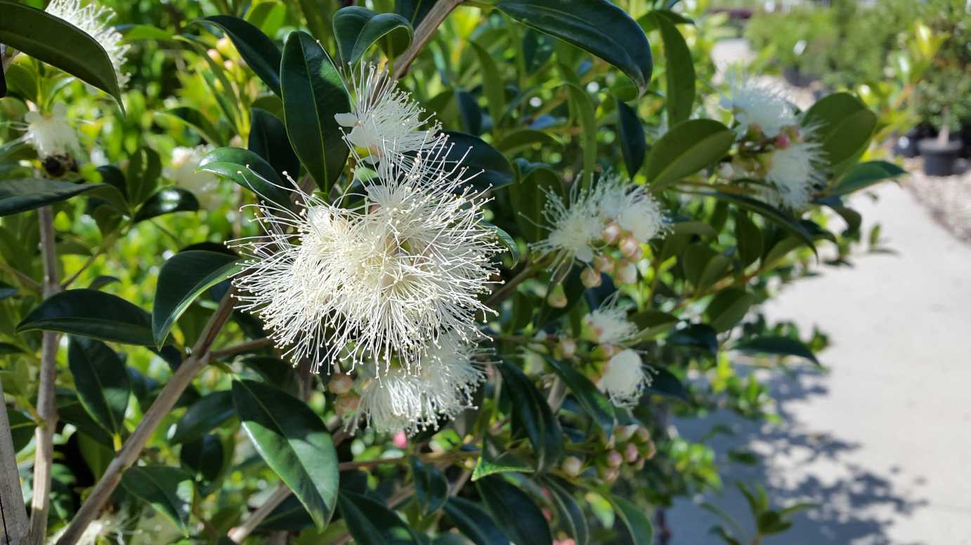 Syzygium australe 'Select Form' native style hedge