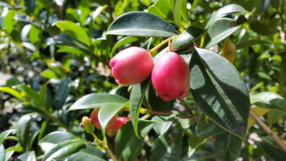 Syzygium australe 'Select Form' privacy hedge plant