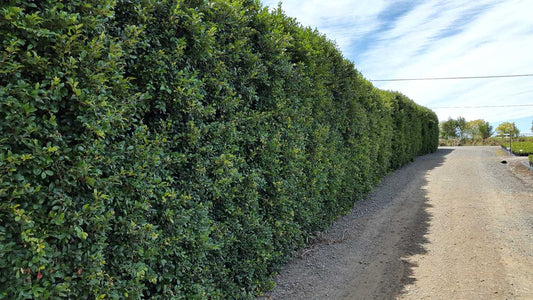 Syzygium australe 'Select Form' lilly pilly hedge plant